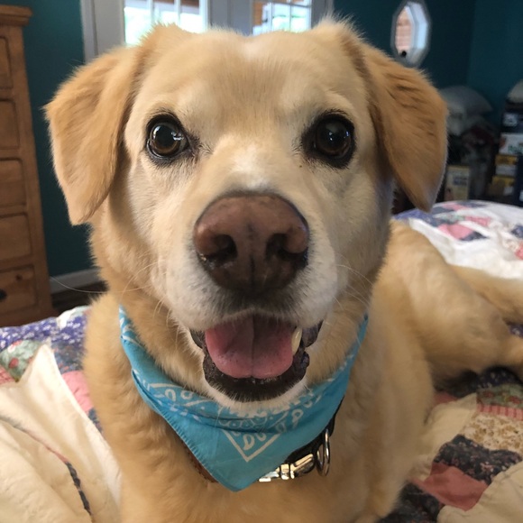 Meet your Posher, Lisa - Picture 1 of 3